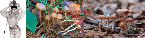 наркотики Новозыбков