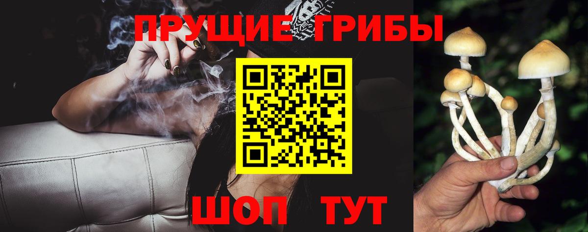 Зеленогорск  Псилоцибиновые грибы Psilocybine cubensis  Вход с VPN 